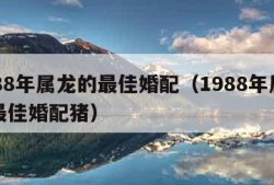 1988年属龙的最佳婚配（1988年属龙的最佳婚配猪）